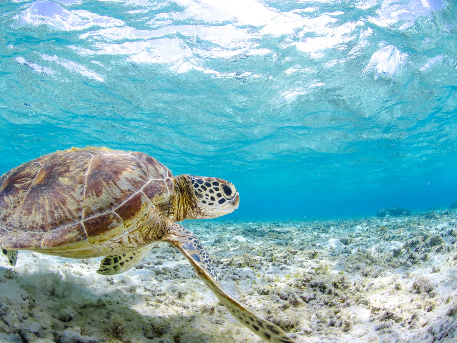 Sea turtle swimming in clear water above the seabed