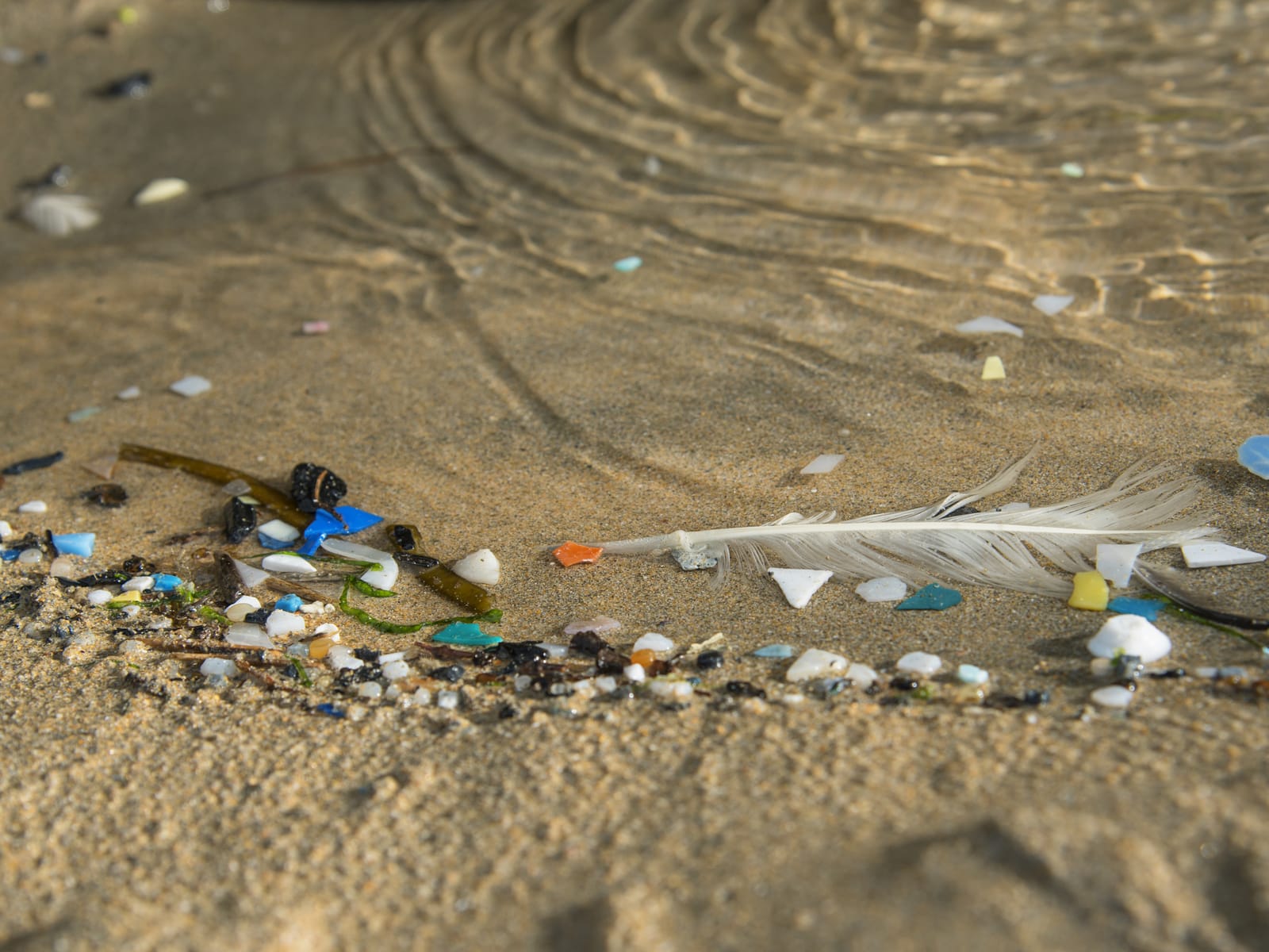 Colourful plastic particles and a feather in the sand at the tideline of a beach