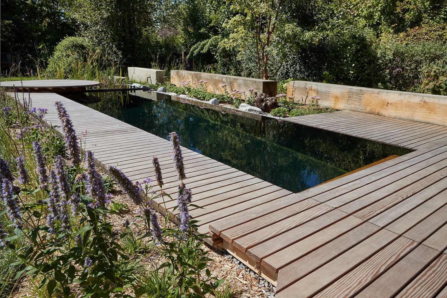 Holzdeck am Biopool zwischen violett blühenden Stauden