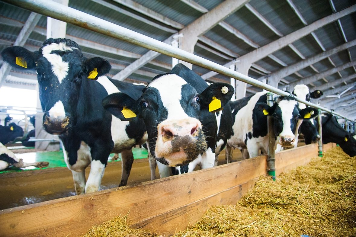 Milchkühe am Futtertisch im Stall